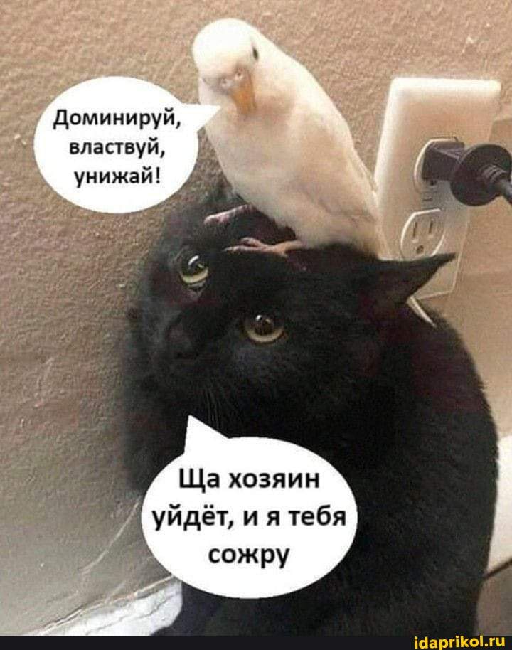 Котоприкол. 