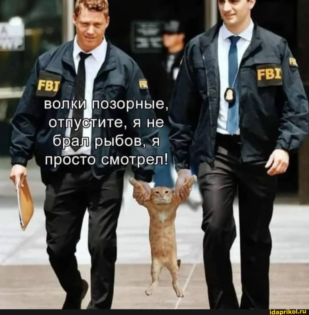 Котоприкол. 