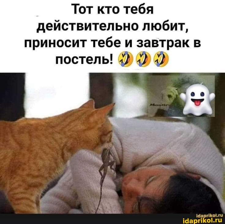 Котоприкол. 