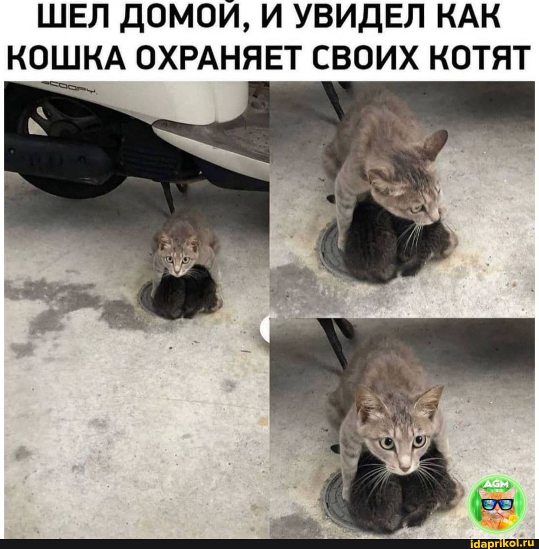 Котоприкол. 